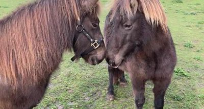 Sweet rescue ponies in joyous reunion